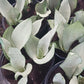 Sansevieria Superba futura Moonshine Snake plant Bulk Wholesale