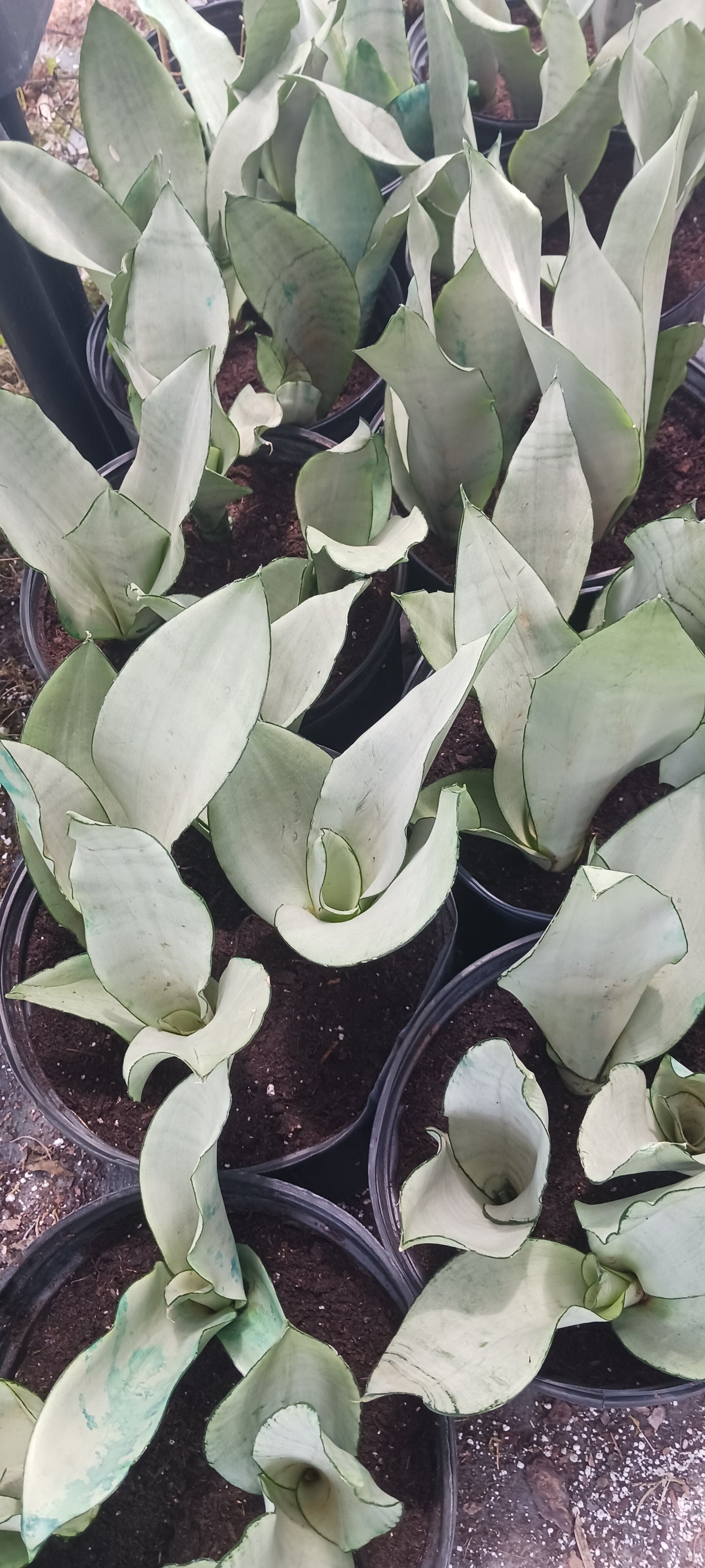 Sansevieria Superba futura Moonshine Snake plant Bulk Wholesale