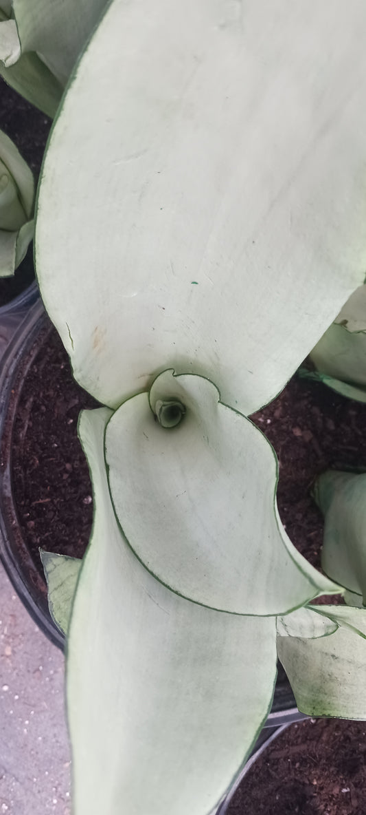 Sansevieria Superba futura Moonshine Snake plant Bulk Wholesale