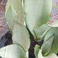 Sansevieria Superba futura Moonshine Snake plant Bulk Wholesale