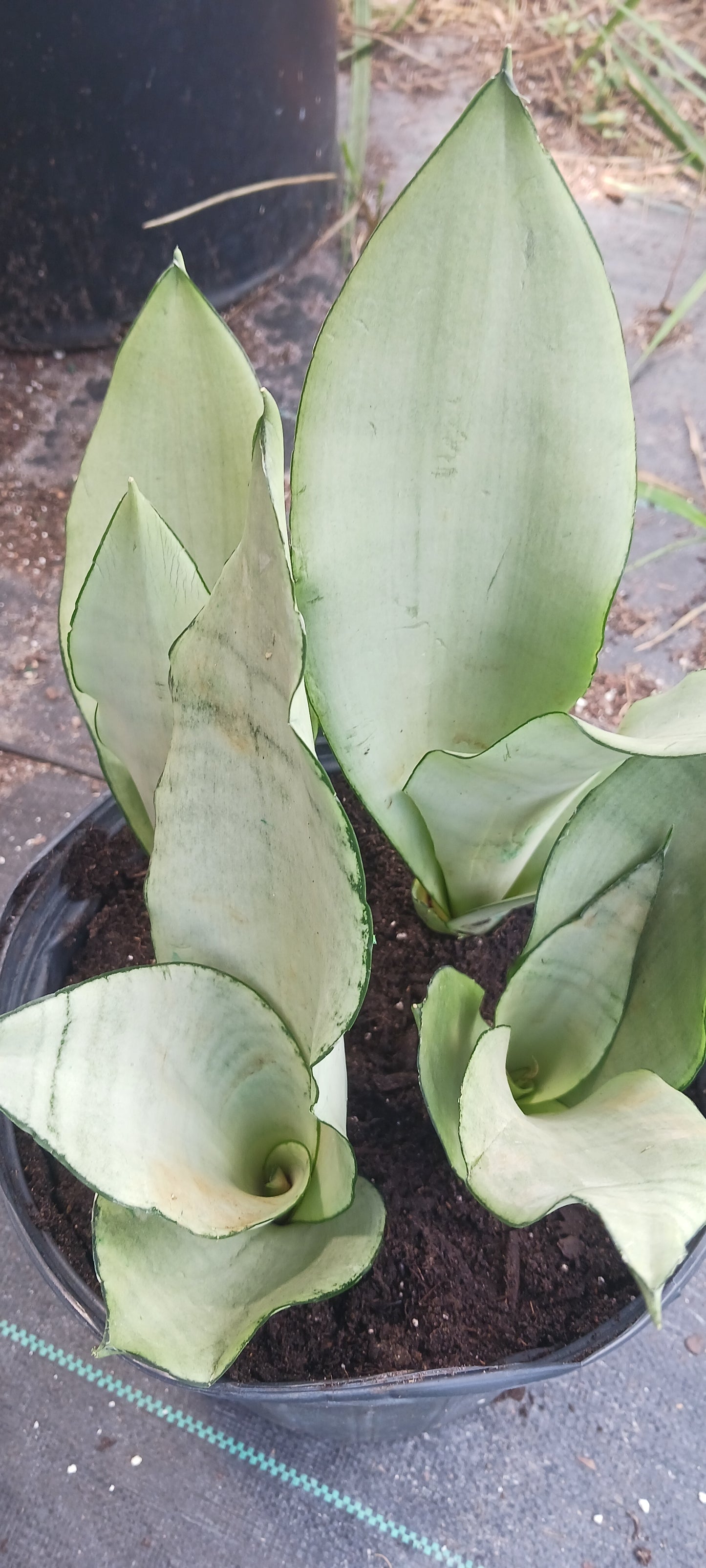 Sansevieria Superba futura Moonshine Snake plant Bulk Wholesale