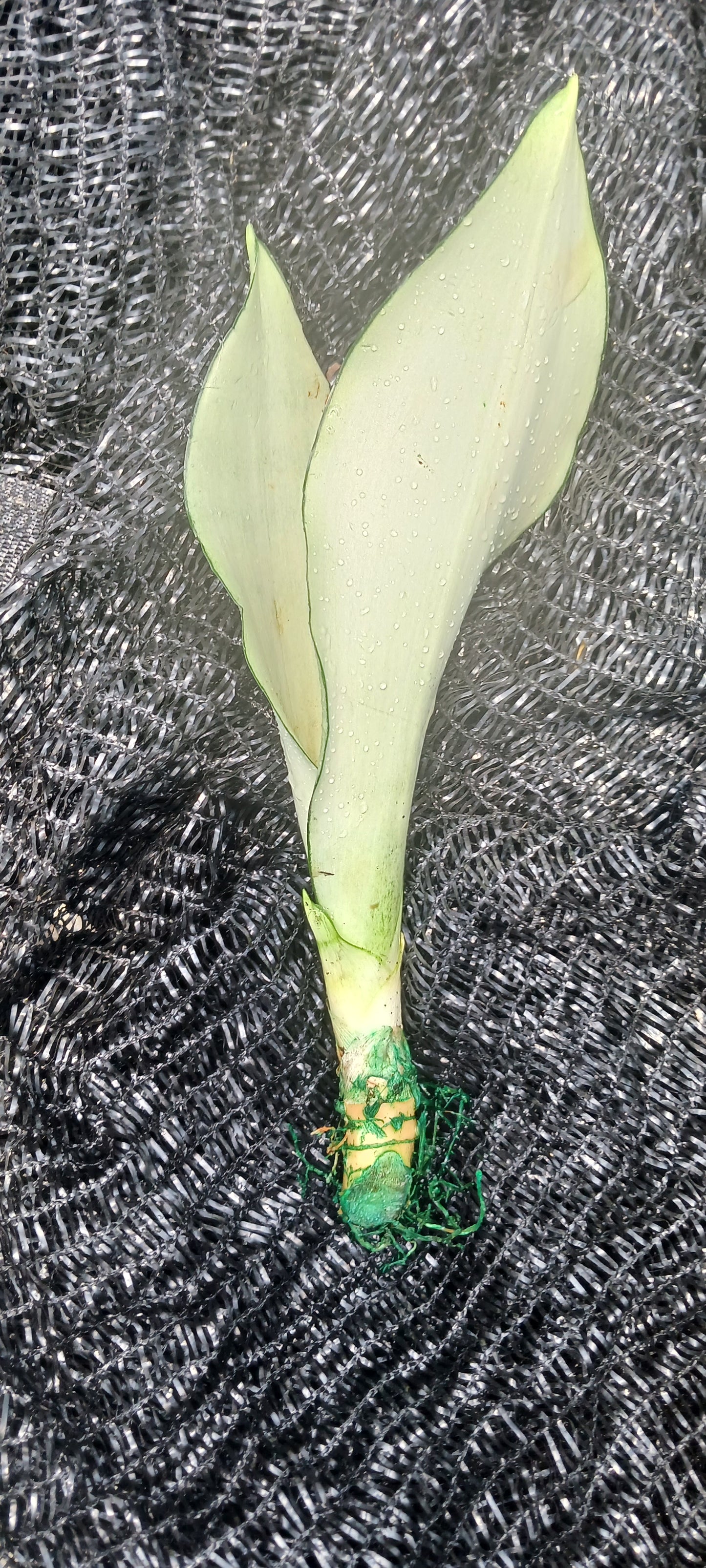 Sansevieria Superba futura Moonshine Snake plant Bulk Wholesale