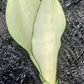 Sansevieria Superba futura Moonshine Snake plant Bulk Wholesale