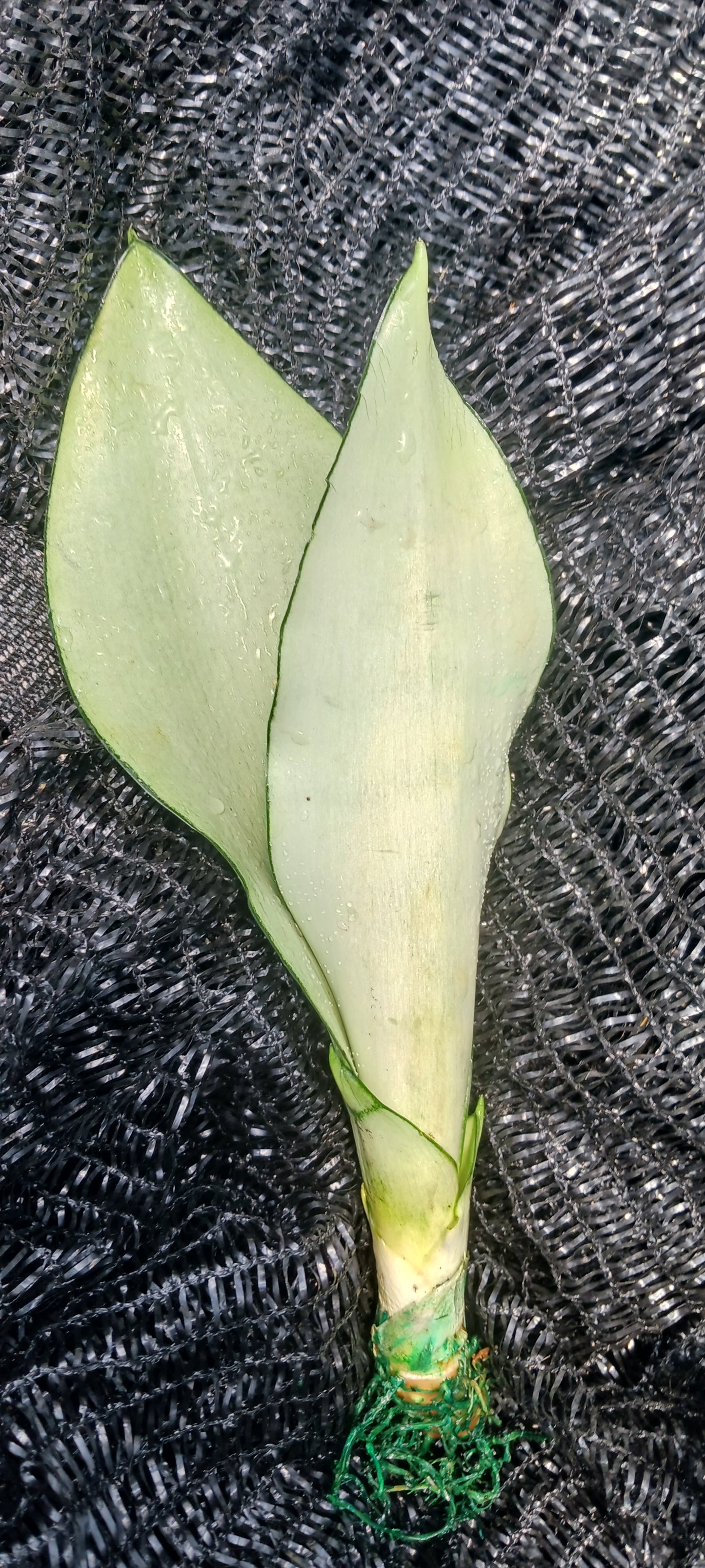 Sansevieria Superba futura Moonshine Snake plant Bulk Wholesale