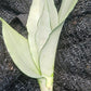 Sansevieria Superba futura Moonshine Snake plant Bulk Wholesale