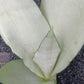 Sansevieria Superba futura Moonshine Snake plant Bulk Wholesale