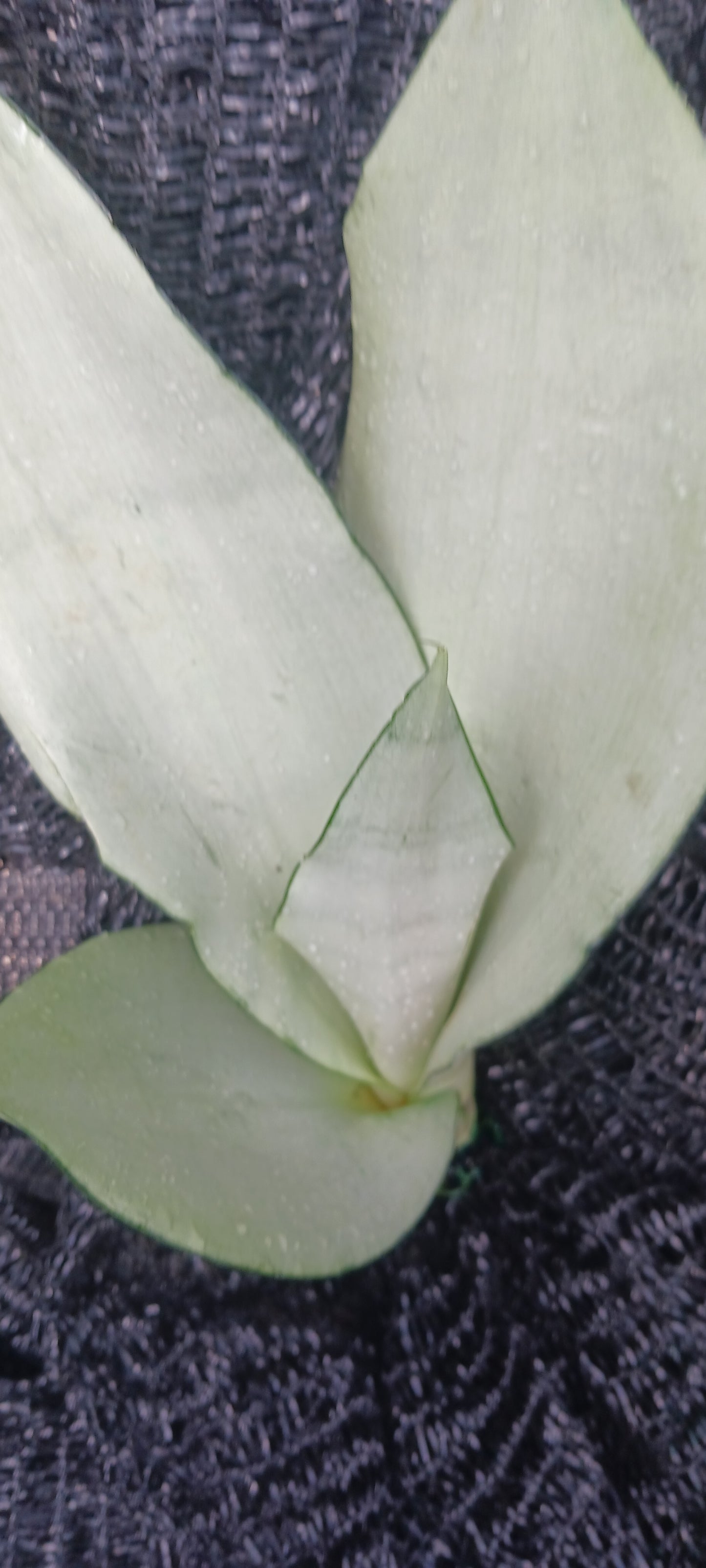 Sansevieria Superba futura Moonshine Snake plant Bulk Wholesale