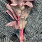 Ti Plant Cordyline fruticosa Roly Bulk Wholesale