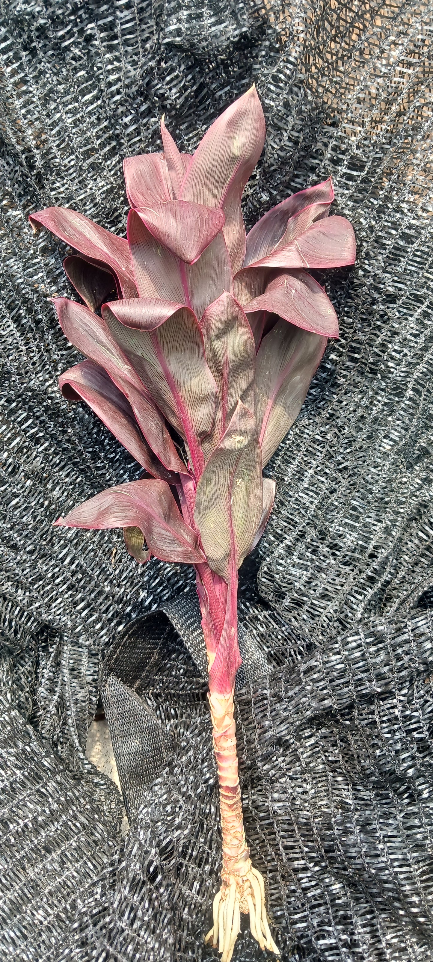 Ti Plant Cordyline fruticosa Roly Bulk Wholesale