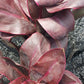 Ti Plant Cordyline fruticosa Roly Bulk Wholesale