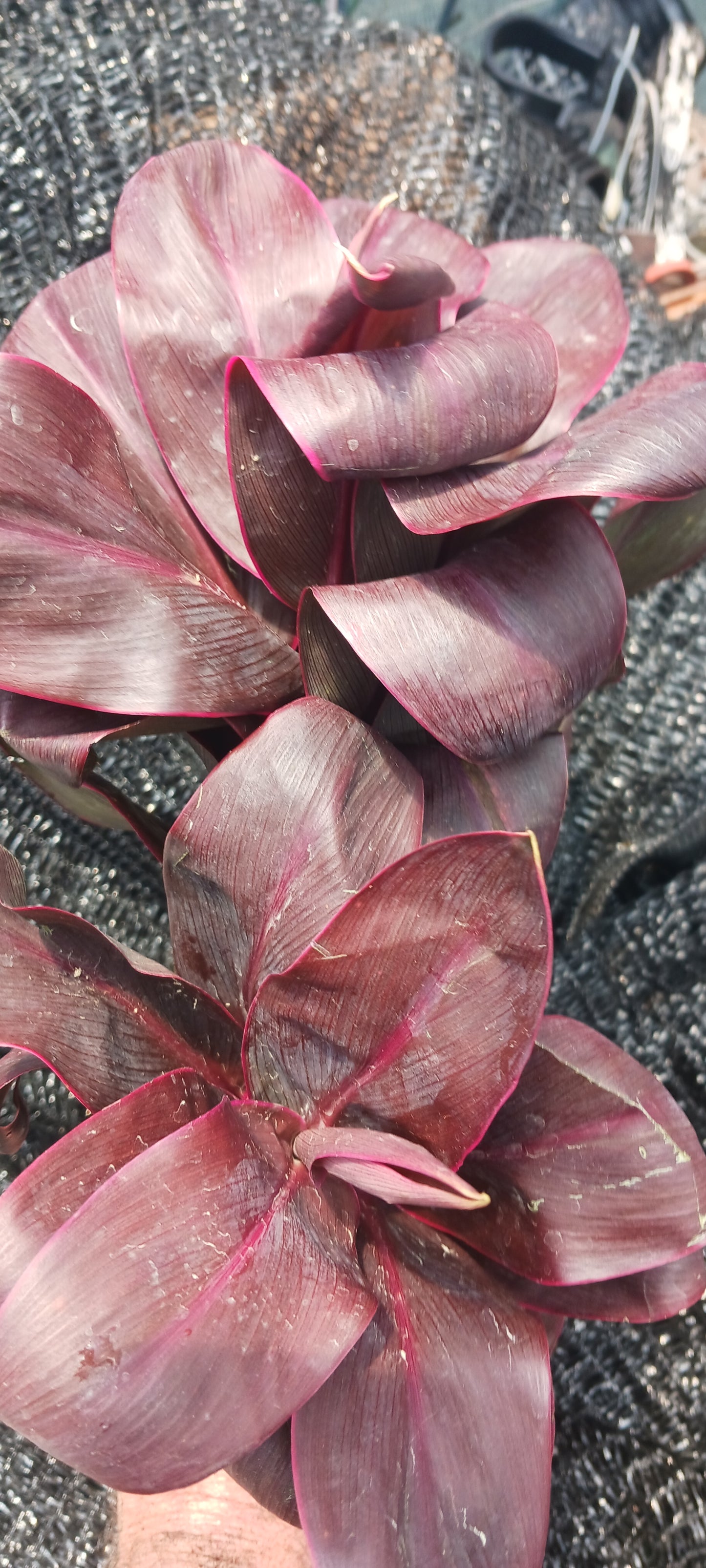 Ti Plant Cordyline fruticosa Roly Bulk Wholesale