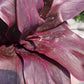 Ti Plant Cordyline fruticosa Roly Bulk Wholesale
