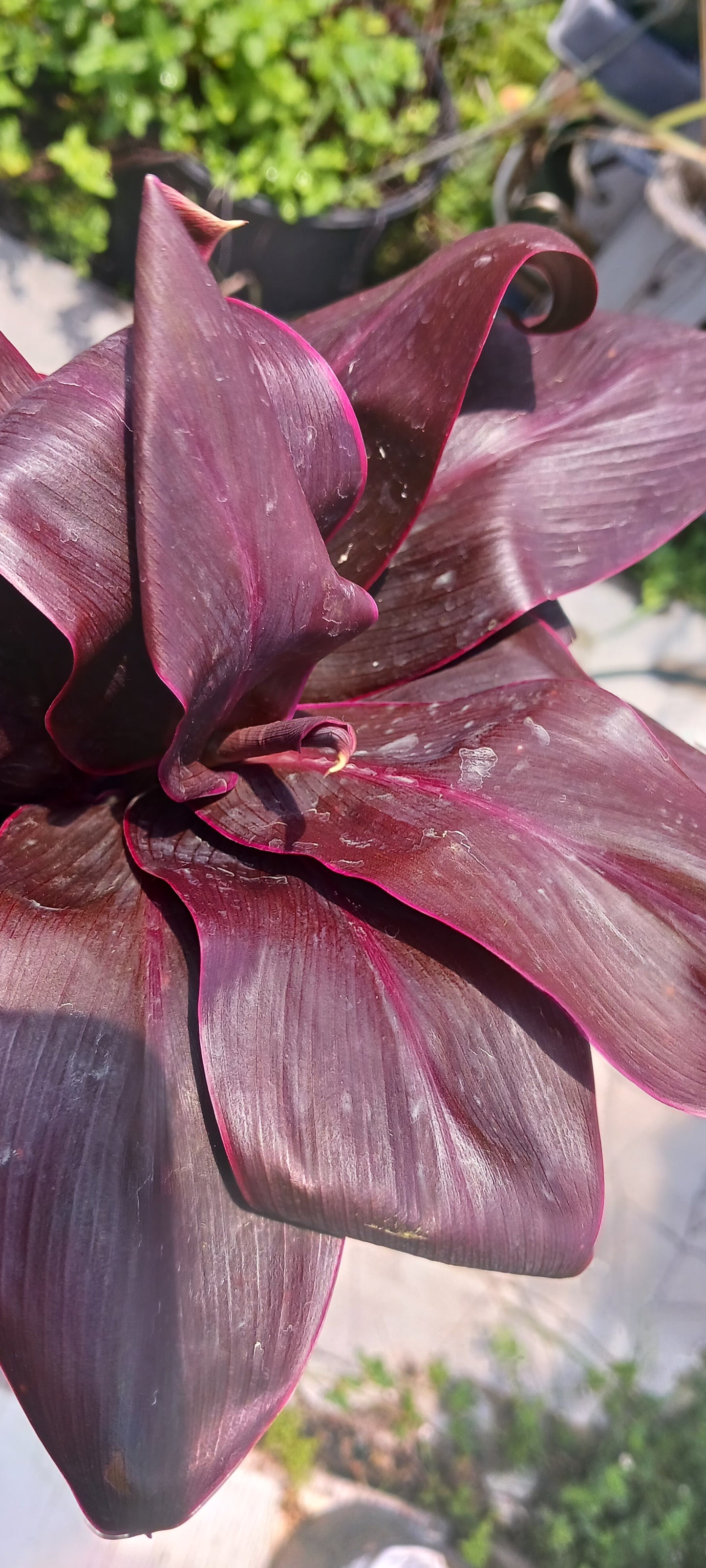 Ti Plant Cordyline fruticosa Roly Bulk Wholesale