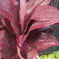 Ti Plant Cordyline fruticosa Roly Bulk Wholesale