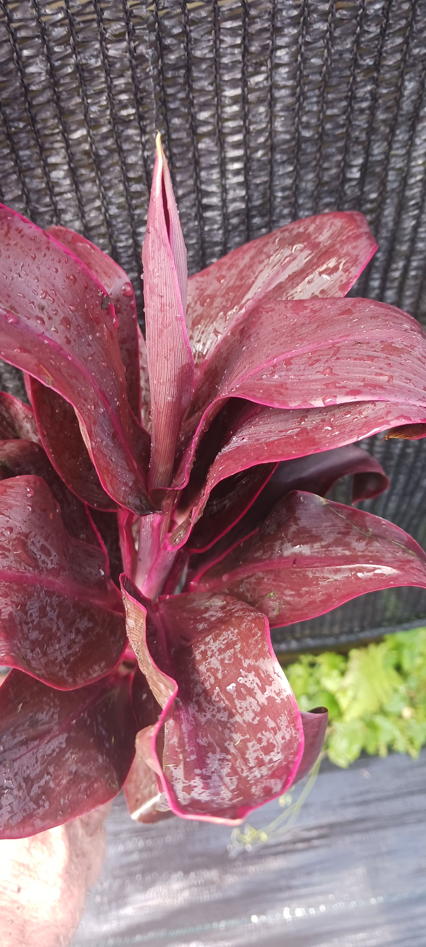 Ti Plant Cordyline fruticosa Roly Bulk Wholesale