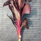 Ti Plant Cordyline fruticosa Roly Bulk Wholesale