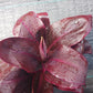 Ti Plant Cordyline fruticosa Roly Bulk Wholesale
