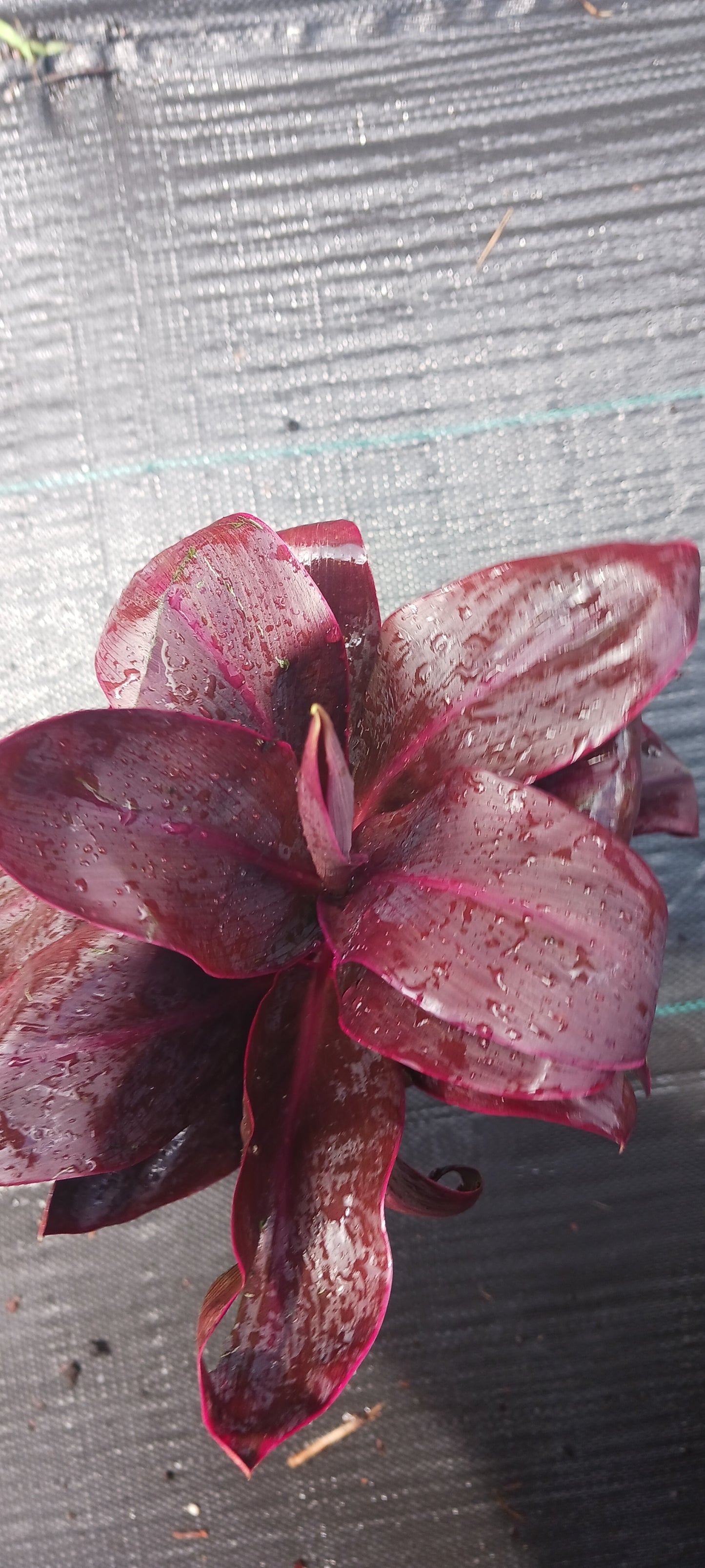 Ti Plant Cordyline fruticosa Roly Bulk Wholesale