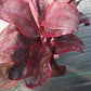 Ti Plant Cordyline fruticosa Roly Bulk Wholesale