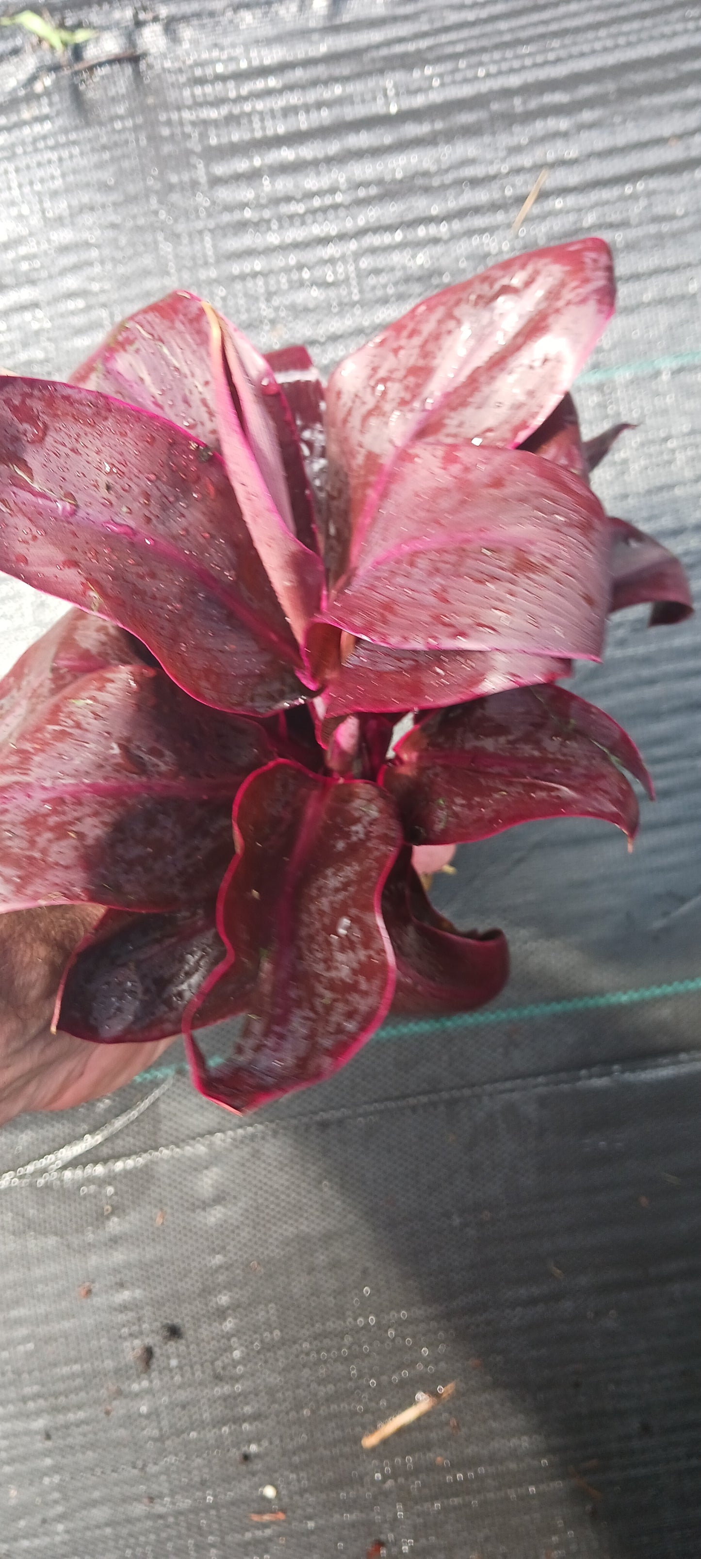 Ti Plant Cordyline fruticosa Roly Bulk Wholesale