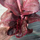 Ti Plant Cordyline fruticosa Roly Bulk Wholesale