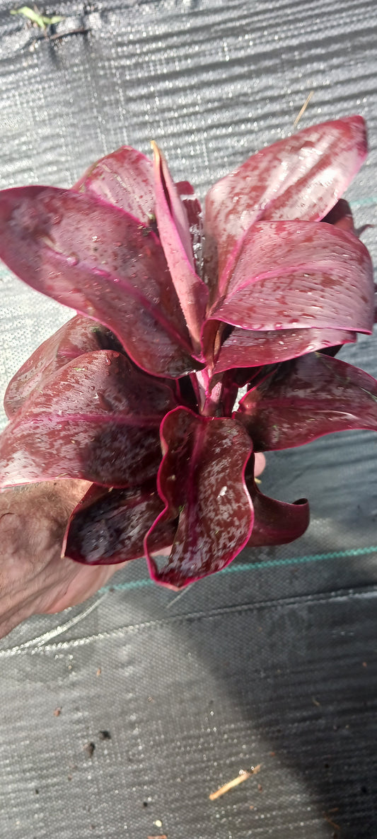 Ti Plant Cordyline fruticosa Roly Bulk Wholesale