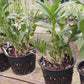 Orchid Dendrobium Zechia Lynn various sizes
