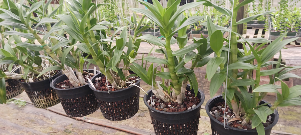 Orchid Dendrobium Zechia Lynn various sizes