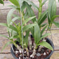 Orchid Dendrobium Zechia Lynn various sizes