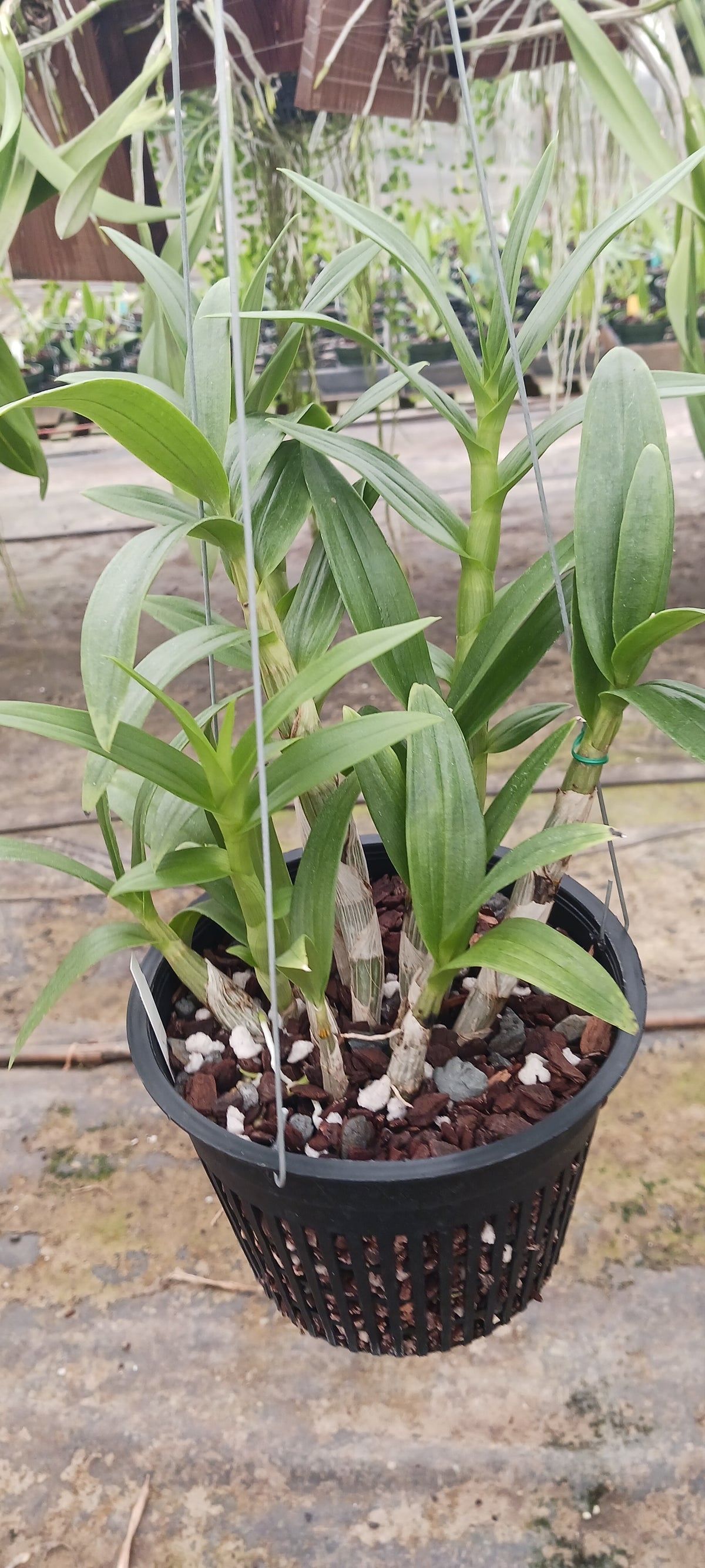 Orchid Dendrobium Zechia Lynn various sizes