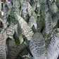 Sansevieria  Superba futura Zeylancia Robusta Bulk Wholesale Packs