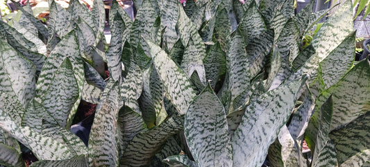 Sansevieria  Superba futura Zeylancia Robusta Bulk Wholesale Packs