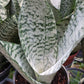 Sansevieria  Superba futura Zeylancia Robusta Bulk Wholesale Packs