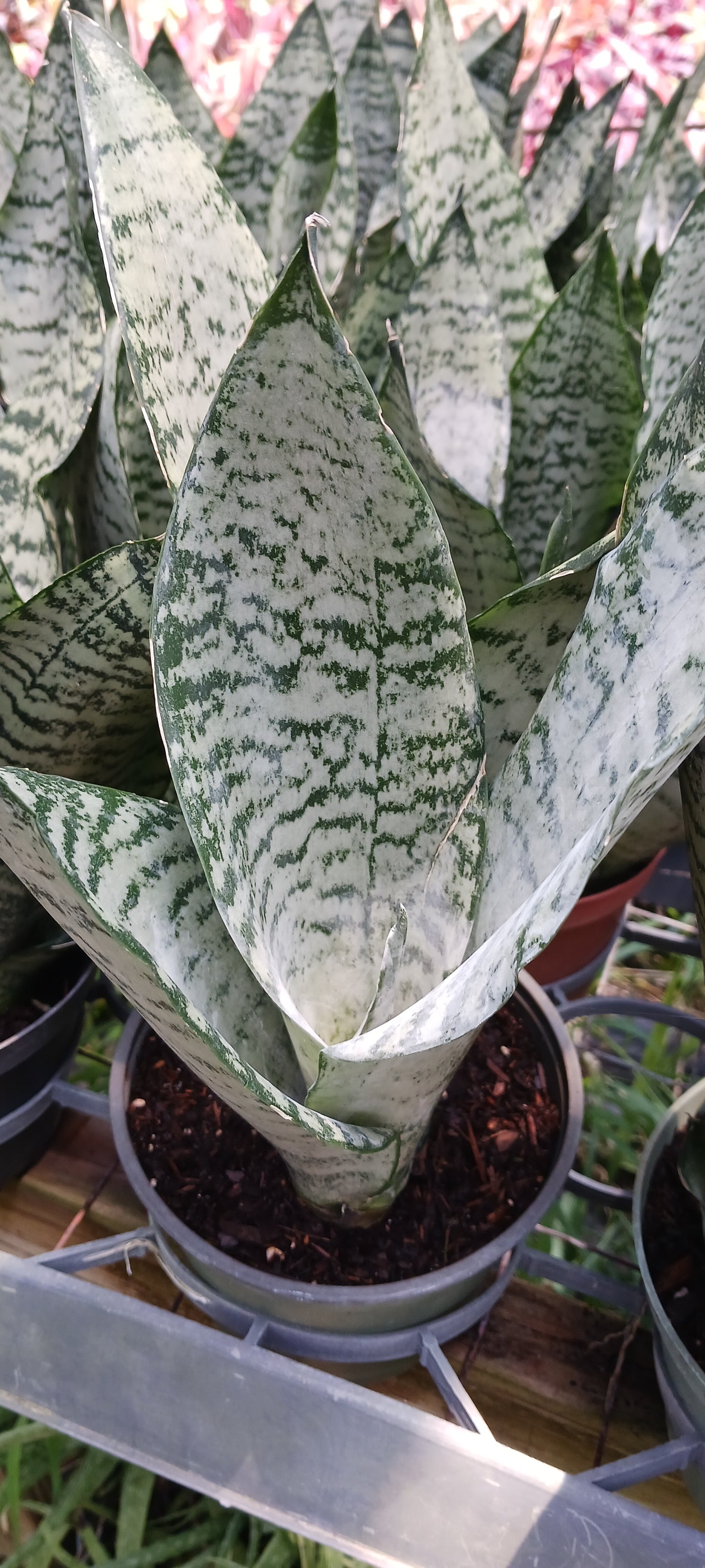 Sansevieria  Superba futura Zeylancia Robusta Bulk Wholesale Packs