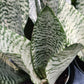 Sansevieria  Superba futura Zeylancia Robusta Bulk Wholesale Packs