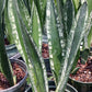 Sansevieria trifasciata Crystal Flame Madagascar Africa Succulent
