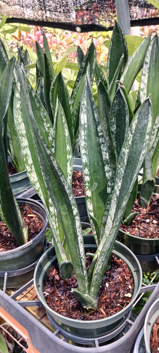 Sansevieria trifasciata Crystal Flame Madagascar Africa Succulent