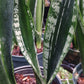 Sansevieria trifasciata Crystal Flame Madagascar Africa Succulent