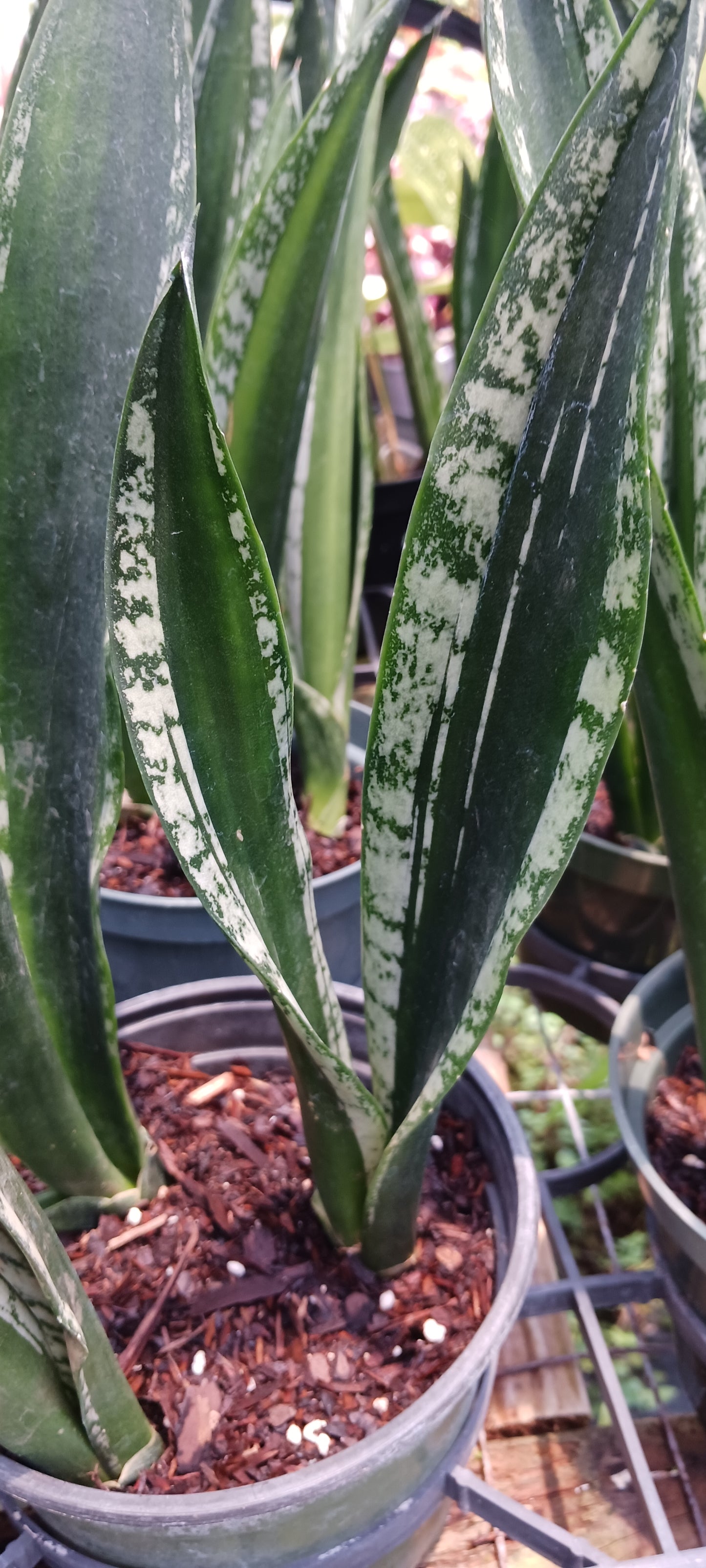 Sansevieria trifasciata Crystal Flame Madagascar Africa Succulent
