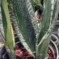 Sansevieria trifasciata Crystal Flame Madagascar Africa Succulent