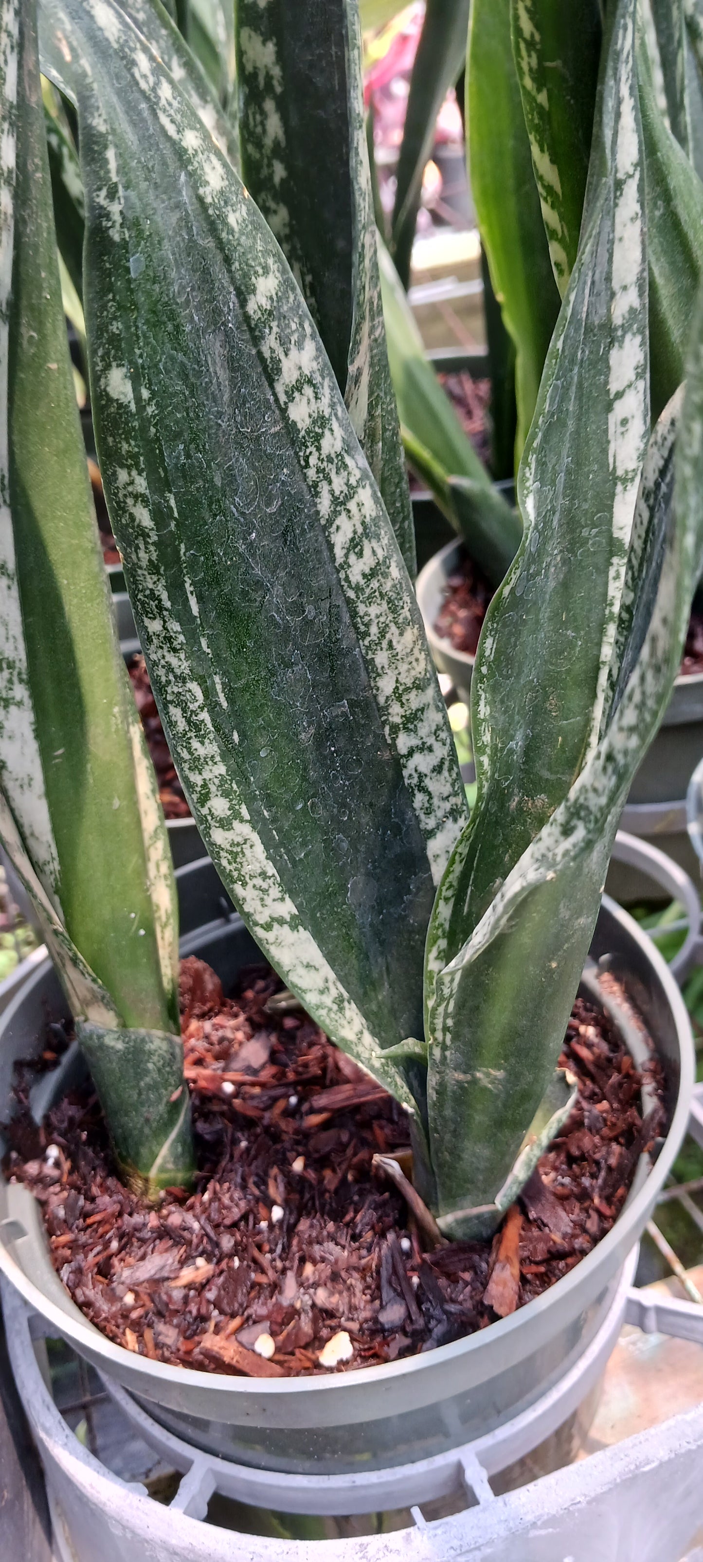 Sansevieria trifasciata Crystal Flame Madagascar Africa Succulent