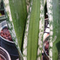 Sansevieria trifasciata Crystal Flame Madagascar Africa Succulent