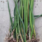 Orchid Trichocentrum Kunine Oncidium Bulk Wholesale Pack