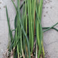 Orchid Trichocentrum Kunine Oncidium Bulk Wholesale Pack