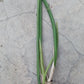 Orchid Trichocentrum Kunine Oncidium Bulk Wholesale Pack