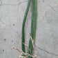 Orchid Trichocentrum Kunine Oncidium Bulk Wholesale Pack