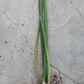 Orchid Trichocentrum Kunine Oncidium Bulk Wholesale Pack