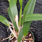 Cattleya Rlc Donna Kimura x B nodosa in 4 inch pot Bulk Wholesale Pack