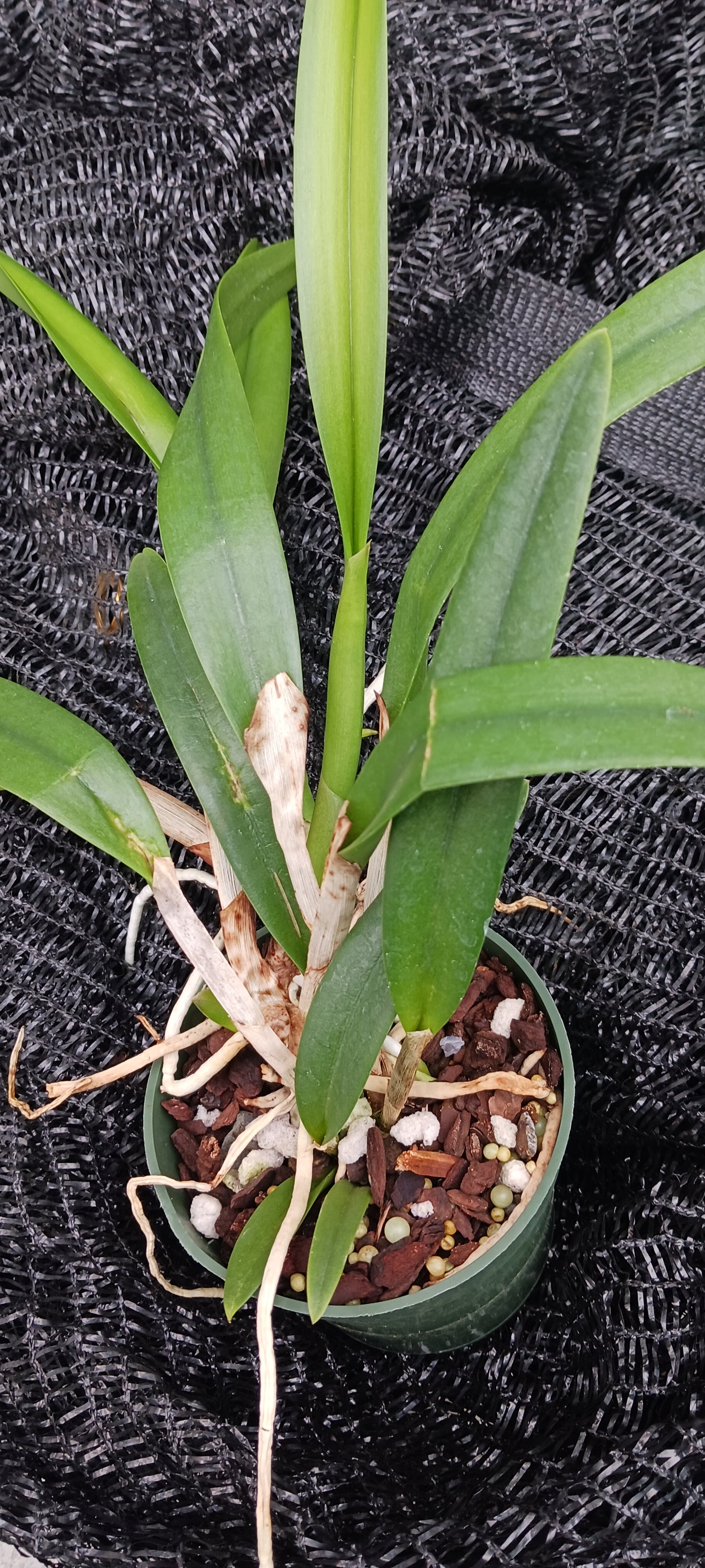 Cattleya Rlc Donna Kimura x B nodosa in 4 inch pot Bulk Wholesale Pack