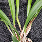 Cattleya Rlc Donna Kimura x B nodosa in 4 inch pot Bulk Wholesale Pack